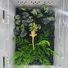 렙티언즈 크레스티드 게코 백스크린 플랜트 타입, 30x30x45cm, 1개