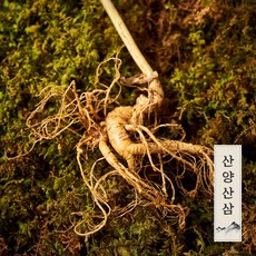 자연삼가 강원도 토종 정품 산양삼 산양산삼 장뇌삼 10년근이상 (2뿌리), 1세트