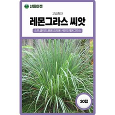 산들마켓 레몬그라스 허브 씨앗 30립 레몬향이 나는 일년생 식용 허브씨 종자, 1개 1개