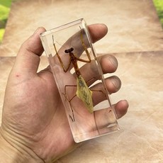 동물표본 팀과외 해부학 박제 사마귀 실제 표본 동물 수지 재질 과학 교실 교육용 애호가를 위한 훌륭한 선물 두개골 기이한 것들 생물학, 동물표본 팀과외 해부학 박제 사마귀 실제 표본 동물 수
