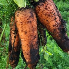 조은먹거리 국내산 당근 흙당근 햇 당근 3kg 5kg 10kg, 1박스, 당근(쥬스용)작은크기-3kg