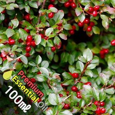 J013 윈터그린 100ml (Winter Green Essential Oil) 천연에센셜 오일 원액 아로마, 1개