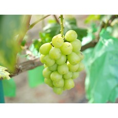 특품 상품 그리미농원 샤인머스켓 망고향 고당도 포도, 1박스, 상품 4kg(8~12수)