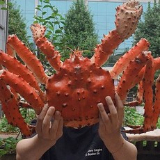 농산애 수율 80~90% 러시아 브라운 블루 레드 활 선어 자숙 킹크랩, 1박스, 자숙 2kg