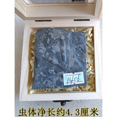 천연 암모나이트 화석 삼엽충 화석 나무 상자, AI