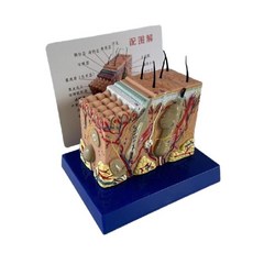 두피 단면 모형 미용 피부 소품 해부 모근 구조