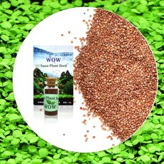 씨앗수초 발아씨앗-낮게 퍼지는 어항식물 키우기/헬로아쿠아