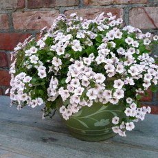 KS[꽃씨]안개(이끼용담)-픽시스플래쉬 : 15립, 1개