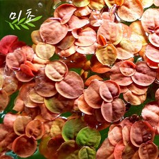 [미초 특가] 필란터스 플루이탄스 수초 12뿌리 / 부상 수초 / 초보자 수초 / 어항 수초