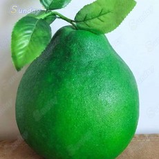 台灣出貨 仿真柚子水果模型橙子西柚拍攝仿真果蔬模型攝影擺設擺件道具裝飾, 大號柚子青色, 1個