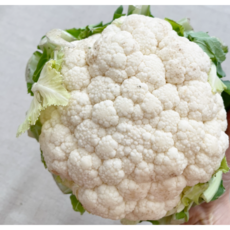 국산 생 콜리플라워 컬리플라워 하얀브로콜리 흰색브로콜리, 1개, 500g