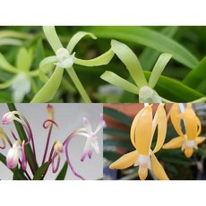 [꽃밭에서 난원] 풍란/풍란부귀란(녹화 홍화 황화 보급종 총 3개 셋트), 1개