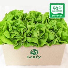 당일수확 버터헤드 상추 산지직송 무농약 프리미엄 샐러드용 / 리피, 1개, 500g