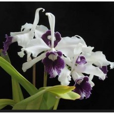 [루반정원] (원종 카틀레야) L.purpurata schusteriana x sib, 1개