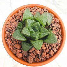 수 농장직송 산아래 다육이 생명력최고 키우기쉬운 공기정화 전자파차단 하월시아 다육 식물 선인장, 1개, 럭셔리