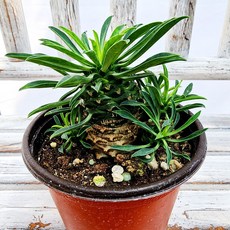 에덴플랜트 괴마옥 지름10cm포트 파인애플 선인장 아프리카 키우기쉬운식물 다육 1개