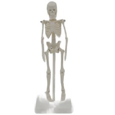 미니해부인체모형 인체모형 소형인체해골모델 조립 병원 교육용 전신 실습, 단일 항목, 1개