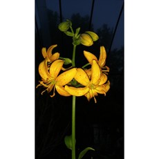 섬말나리 울릉도 특산식물 구근 희귀종 고급 야생화