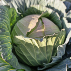 제주 달코미 미니양배추 고당도 프리미엄 채소, 1개, 2kg