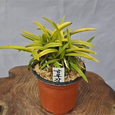 금루각(다촉)풍란, 1개