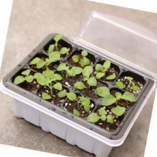 싹틔우기 모종 트레이 육묘 파종 미니 온실 하우스 12구, 뚜껑모종트레이12구