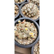 팅커벨 송로옥, 1개