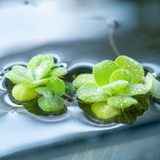 미미네아쿠아 미니 물배추 2촉 (부상수초), 1세트