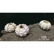 皇冠海膽 海洋風空氣鳳梨盆栽, 1個