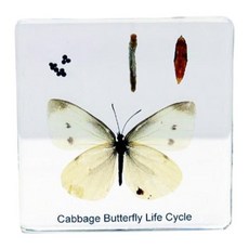 배추흰나비 일대기 한살이 관찰 표본 소 초등기관 초등과학키트 과학탐구키트 수업용, 1개