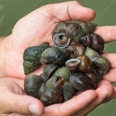 국내산 손질된 순살 우렁이 300g (100g *3팩 포장), 1세트