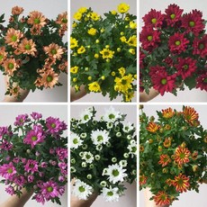 [무지개꽃] 미니국화 스위프티 (꽃크기 3cm 소국 화분), 혼합색상, 6개