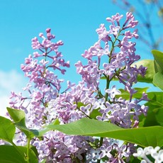 [LS 앱솔루트 오일] N14 라일락 (Lilac) 10ml, 1개, 연한노랑