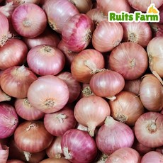 [루츠팜] 중국 샬롯 100g 샬럿 험댕 미니양파 shallot 모충