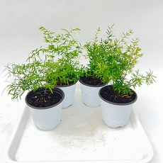 아스파라거스 큐에브 소품 2+2 인테리어식물 다이노플라워, 1세트