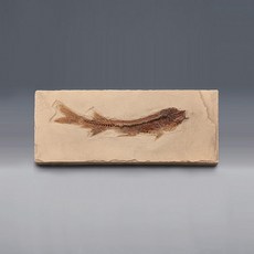 에오세시대 물고기화석 (Bony Fish) 전시용화석 (230x100x10mm) 관찰용 화석표본 (KSIC-5257)