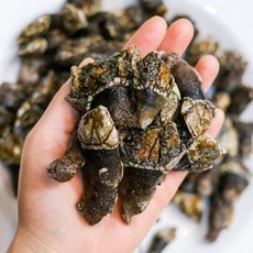 자연산 거북손 거제도 제철 급냉 자숙 생물 효능 1kg, 1개, 1kg(80-100미)