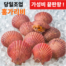 [3차세척] 통영 고성 당일조업 홍가리비, 1개, 3kg