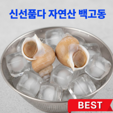 신선품다 포항 구룡포 자연산 백고동 동해바다 생물 백골뱅이 조업 산소포장, 1개, 소(50미 내외)