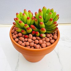 다육식물 루비틴트 선인장 희귀식물 카페장식 화분 식물 선물 꽃 공기정화 산아래다육이, 1개, 금다육