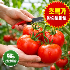 [7차반값완판초특가]리스현새벽시장완숙토마토 초특가 신선보장 당일발송, 1박스, 5kg/초특가