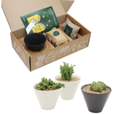 블랙 앤 화이트 도자기화분 다육식물 세트, 우주목 블랙Pot, 우주목 블랙Pot