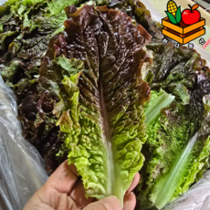 당일경매하여 신선한 국내산 산지직송 쌈채소 적상추, 1kg, 1박스