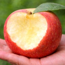 [2일간초특가행사] 신선달콤 청송 부사 사과, 1개, 10kg