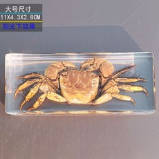 사슴벌레 장식 표본 관찰 곤충 과학 액자 교육용 박제, 독립적 인, 큰 게