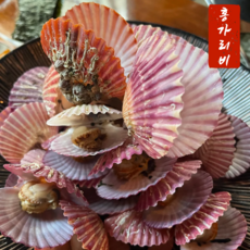 [통영직송] 국산 제철 홍 가리비 특대 1kg 25미내외 생물 세척 선별 구이 찜 캠핑요리 비단가리비 관자, 1개, 제철 홍가리비 1kg