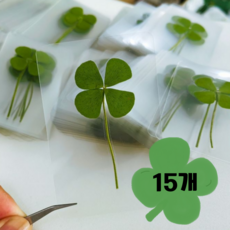 네잎클로버 코팅카드 선물 행운 생화 압화 클로버 세트, 15개, 그린색
