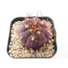 홍엽천자환 실생 동일품-260326 아프리카식물 코덱스 멸종위기 희귀선인장