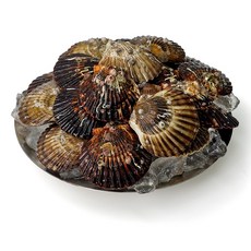 국내산 흑백가리비 당일조업 신선손질 가리비 구이 찜용 해산물, 1개, 2kg(kg당 25미 내외)