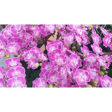 [신라난농원]호접란. 미니로제.쌍대(고급스러운 보라빛핑크색).꽃색상이 넘 예뻐요.고급종.꽃색상이 화려함.인기품종.필독뒷사진참고, 1개