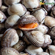 온미락 벌교 왕새꼬막 특품 22mm이상 당일채취 산지직송 벌교13번수산 선별, 1박스, 없음, 왕새꼬막(특품/22mm이상) 1kg